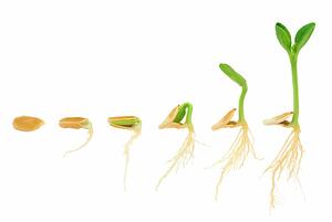 bigstock-Sequence-of-pumpkin-plant-grow-32097536